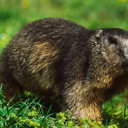 Bergzauber View Ramsau am Dachstein